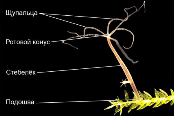 Купить наркотики москва