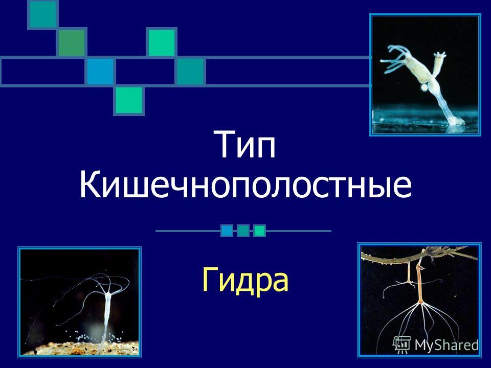 Кракен сайт в тор браузере ссылка